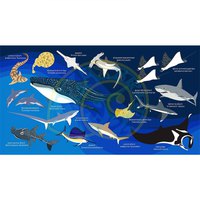 oceanarium-handduk-sharks---rays-l